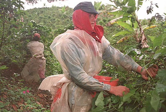 Coffee cherries are picked at the time of harvest. Coffee cherries are picked at the time of harvest.