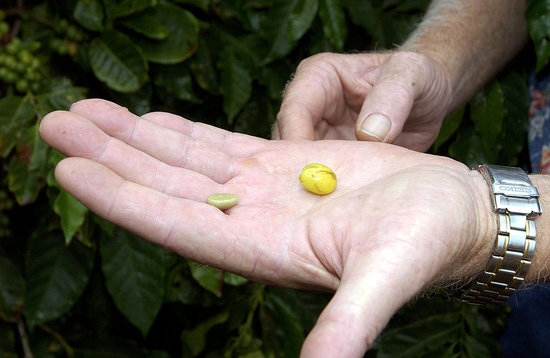 Coffee beans are extracted from coffee cherries in a stage known as processing. Coffee beans are extracted from coffee cherries in a stage known as processing.