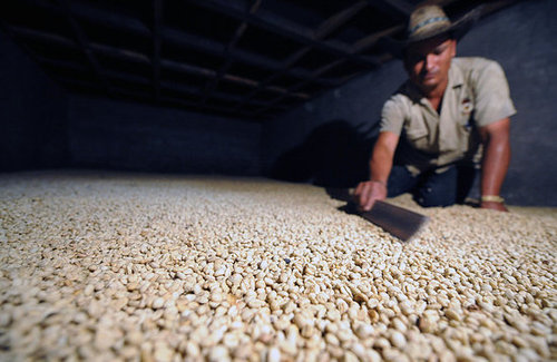 Semi-washed processing is a third method. Semi-washed processing is a third method.