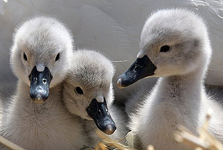 Baby Swans Say Summer Is Here!