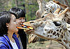 Feeding Pets With Your Mouth