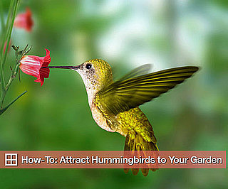 How to Attract Hummingbirds to Your Garden