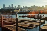 Sea Lions of San Francisco