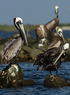Oil Spill and Pet Hair