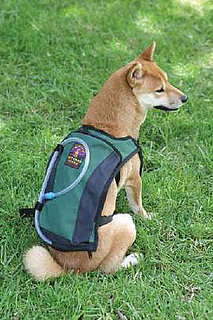 Hydration Vest For Hiking Dogs
