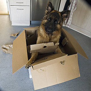Moving With Pets