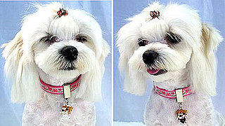Dog Groom and Bride Pendants: Spoiled Sweet or Spoiled Rotten?