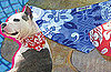 Cooling Bandanas For Dogs