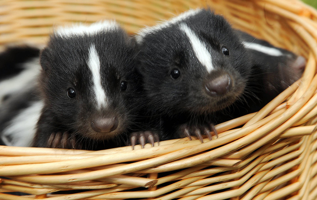 Pictures of Baby Skunks Pictures of Baby Skunks