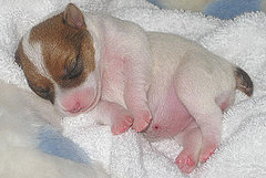 Pictures of Mariah Carey's New Puppy