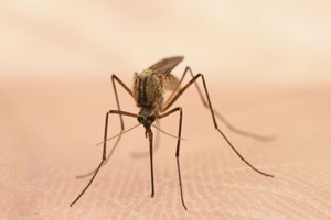 How to Avoid Mosquitoes