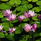 tcadet1's picture
