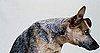 Australian Cattle Dog Facts