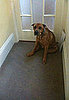 I Found a Dog, What Do I Do? 2010-06-23 09:00:21