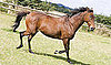 What Do Horse Acupuncturists Do