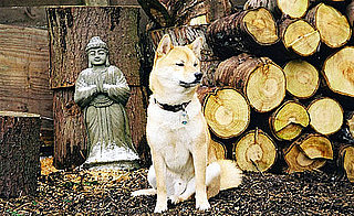Trivia About Shiba Inus