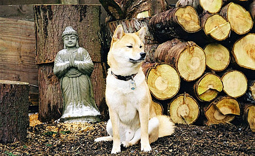 Trivia About Shiba Inus