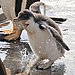 The Giant Gentoo?