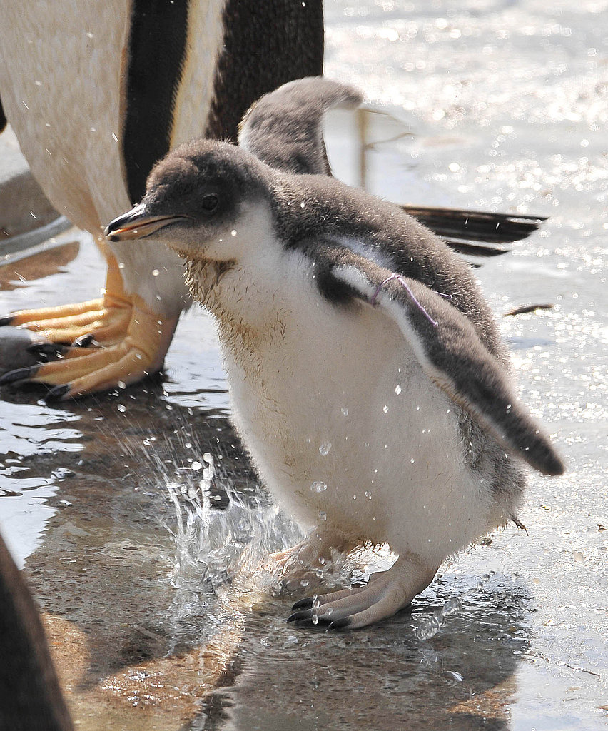 Pictures of Gentoo Penguins Pictures of Gentoo Penguins