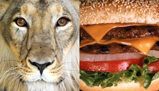 Mesa, AZ, Restaurant Il Vinaio Serves Controversial Lion Meat Hamburger For World Cup Mesa, AZ, Restaurant Il Vinaio Serves Controversial Lion Meat Hamburger For World Cup
