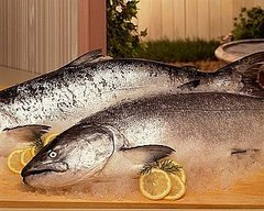 FDA Reviews Genetically Engineered Salmon