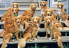 Facts About Nova Scotia Duck Tolling Retrievers