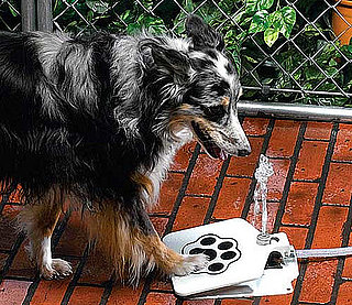 Doggie Fountain
