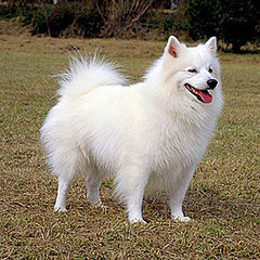 Dogs From the US Dogs From the US