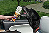 Can Dogs Have Ice Cream