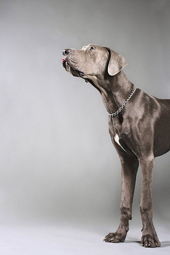 Facts About Weimaraners