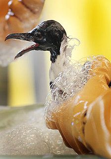 Help Oil Spill Animals and More Animal News This Week