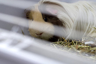 Ordinance Would Make It Illegal to Sell Pets in San Francisco