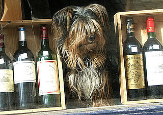 Dog Friendly Vineyards