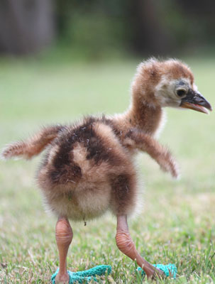 Move Over Puss in Boots, It's Time For Chick in Slippers Move Over Puss in Boots, It's Time For Chick in Slippers