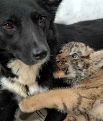 Dog Nurses Lions and Tigers, Oh My Adorableness! Dog Nurses Lions and Tigers, Oh My Adorableness!