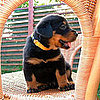 French Dog Breeds