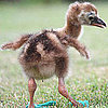 Wild and Wacky News 2010-07-17 04:00:40