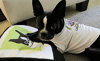 Pictures of Boston Terriers