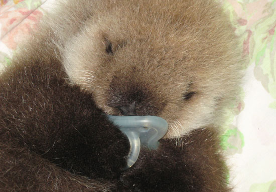 Baby Otter Baby Otter