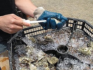 Burning Question: Can You Eat Oysters in Months Without an R?