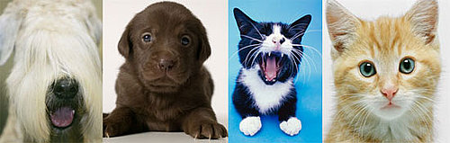 Pet Noses