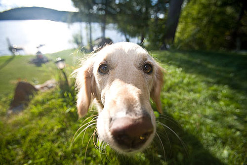 Put Sunscreen on Dog's Nose