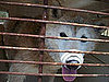 Shiba Inu and Coyote Mistaken Identity