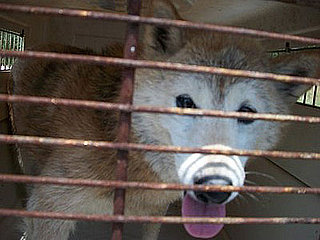 Shiba Inu and Coyote Mistaken Identity