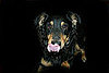 Mean to Leave Pets in Dark?