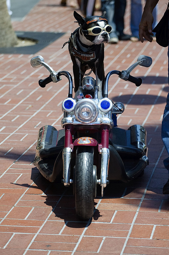 Pictures of Dog on Motorcycle at Comicon Pictures of Dog on Motorcycle at Comicon