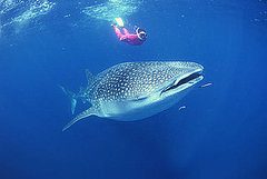 Have You Ever Seen a Shark?