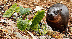 Pictures of Pygmy Hippo Kambiri at Taronga Zoo Pictures of Pygmy Hippo Kambiri at Taronga Zoo