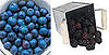 Do You Prefer Blueberries or Blackberries?