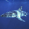 Pictures of Sharks